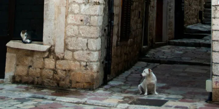 stray animals